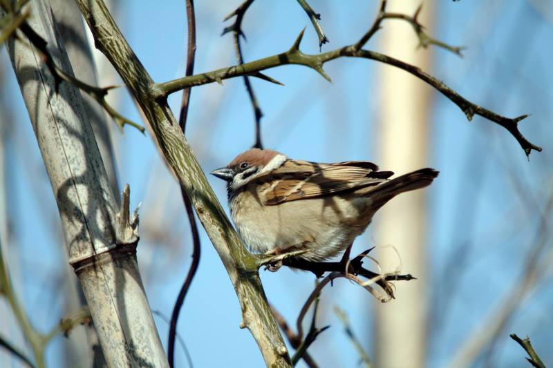 참새 Passer montanus (Tree Sparrow); DISPLAY FULL IMAGE.