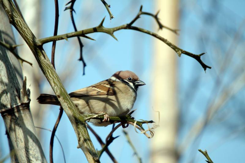 참새 Passer montanus (Tree Sparrow); DISPLAY FULL IMAGE.