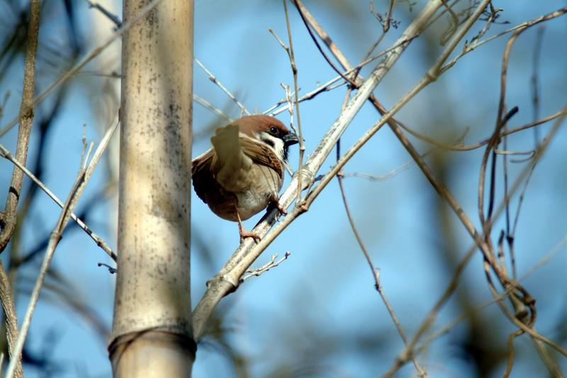 참새 Passer montanus (Tree Sparrow); DISPLAY FULL IMAGE.