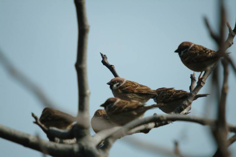 참새떼 Passer montanus (Tree Sparrows); DISPLAY FULL IMAGE.