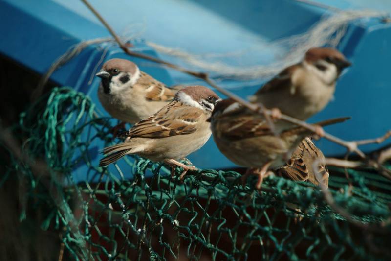 참새떼 Passer montanus (Tree Sparrows); DISPLAY FULL IMAGE.