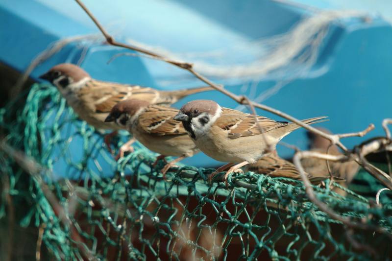 참새떼 Passer montanus (Tree Sparrows); DISPLAY FULL IMAGE.