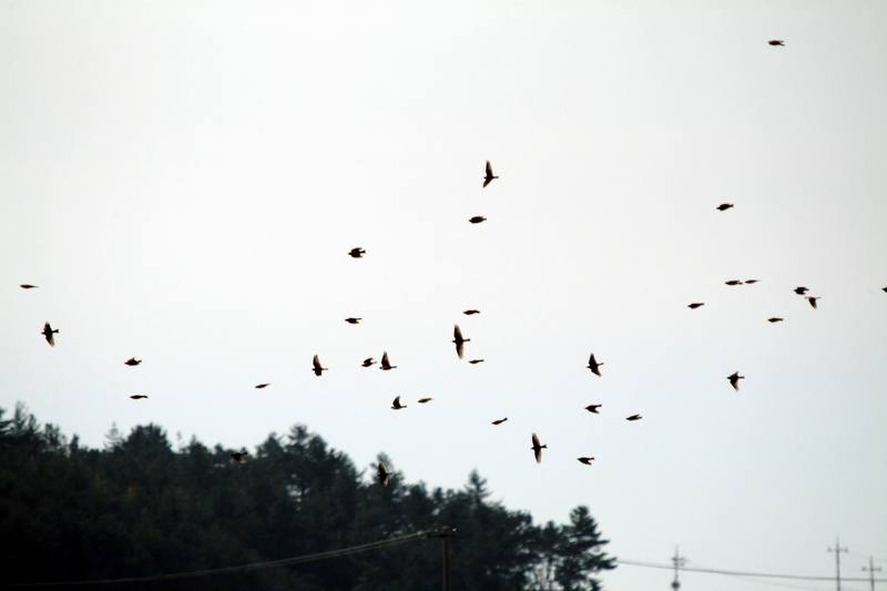 참새떼 Passer montanus (Tree Sparrows); DISPLAY FULL IMAGE.