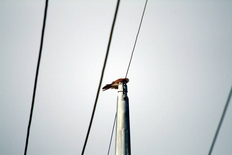 황조롱이 Falco tinnunculus (Common Kestrel); DISPLAY FULL IMAGE.