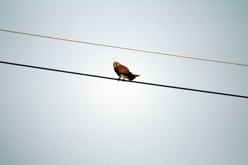 황조롱이 Falco tinnunculus (Common Kestrel); DISPLAY FULL IMAGE.