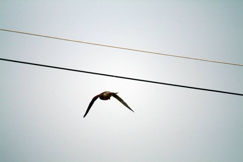 황조롱이 Falco tinnunculus (Common Kestrel); DISPLAY FULL IMAGE.