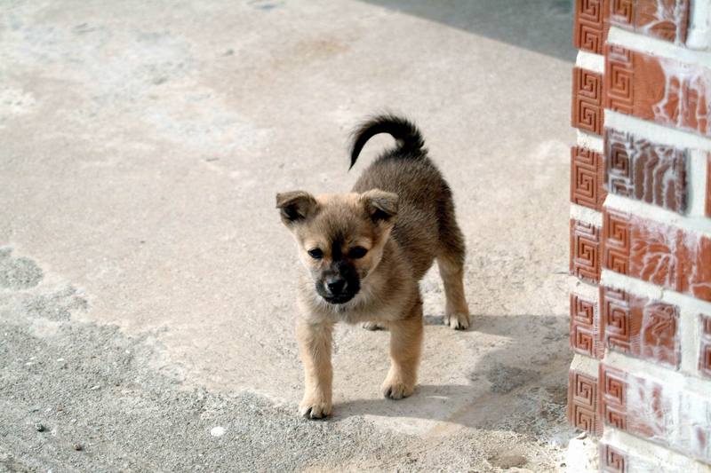 강아지 (puppy); DISPLAY FULL IMAGE.