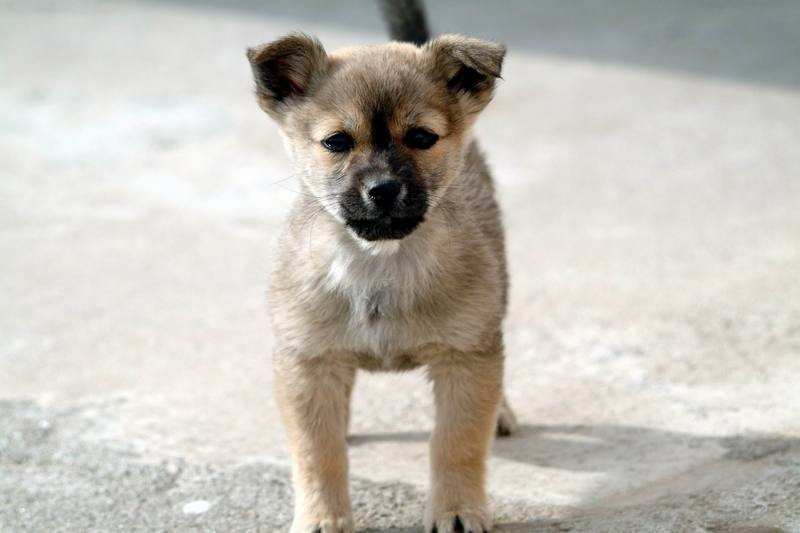 강아지 (puppy); DISPLAY FULL IMAGE.