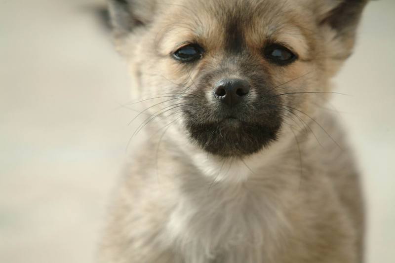 강아지 (puppy); DISPLAY FULL IMAGE.