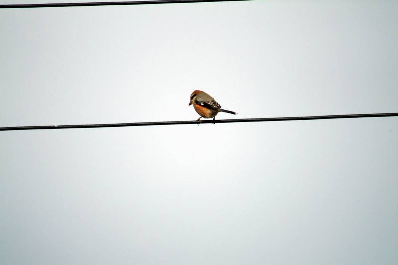 때까치 Lanius bucephalus (Bull-headed Shrike); DISPLAY FULL IMAGE.