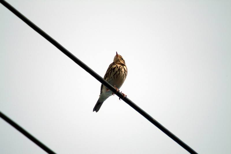 밭종다리 Anthus rubescens (Buff-bellied Pipit, American Pipit); DISPLAY FULL IMAGE.