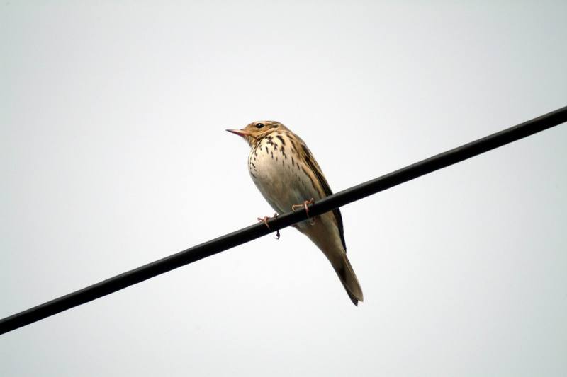 밭종다리 Anthus rubescens (Buff-bellied Pipit, American Pipit); DISPLAY FULL IMAGE.