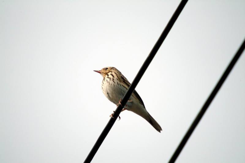 밭종다리 Anthus rubescens (Buff-bellied Pipit, American Pipit); DISPLAY FULL IMAGE.