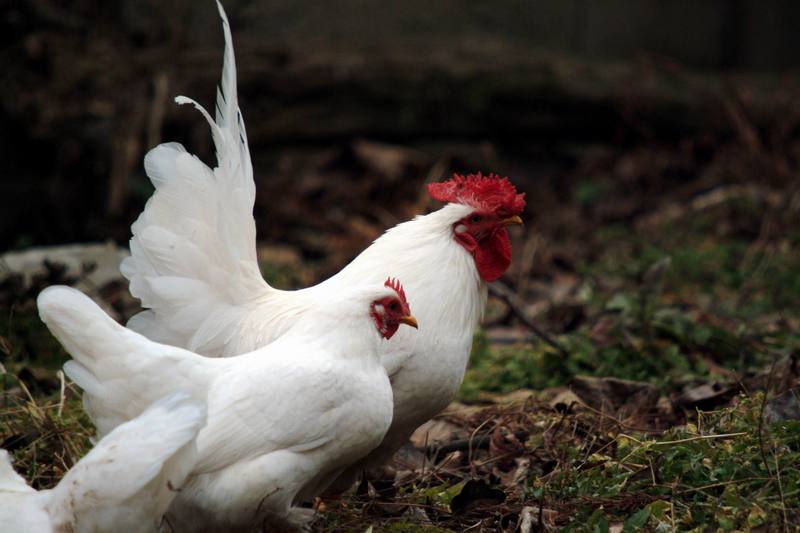 흰닭(백자보) Gallus gallus domesticus (Domestic Chicken); DISPLAY FULL IMAGE.