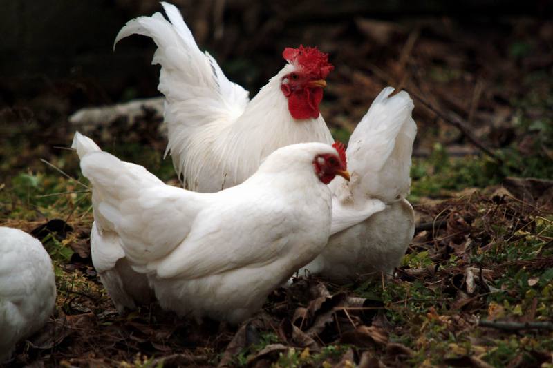 흰닭(백자보) Gallus gallus domesticus (Domestic Chicken); DISPLAY FULL IMAGE.