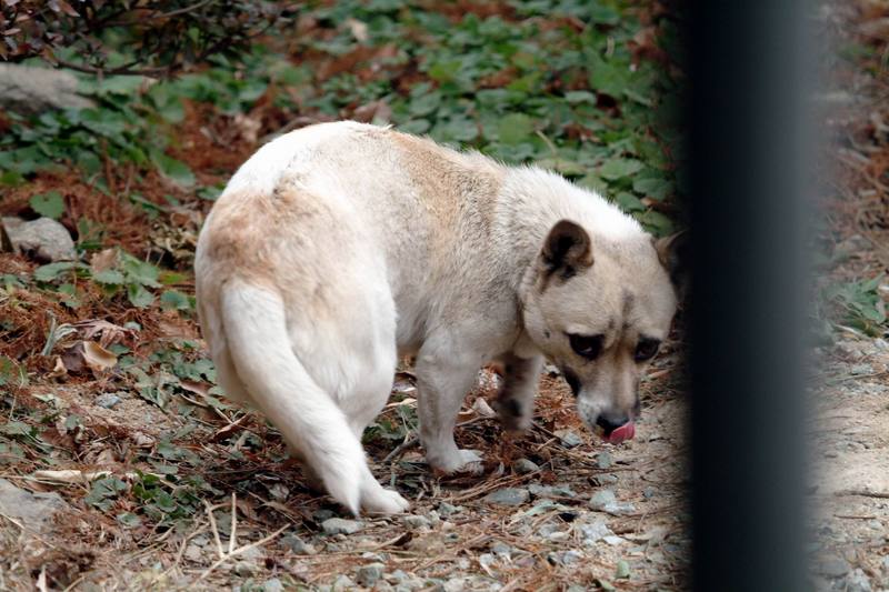 강아지 (puppy); DISPLAY FULL IMAGE.