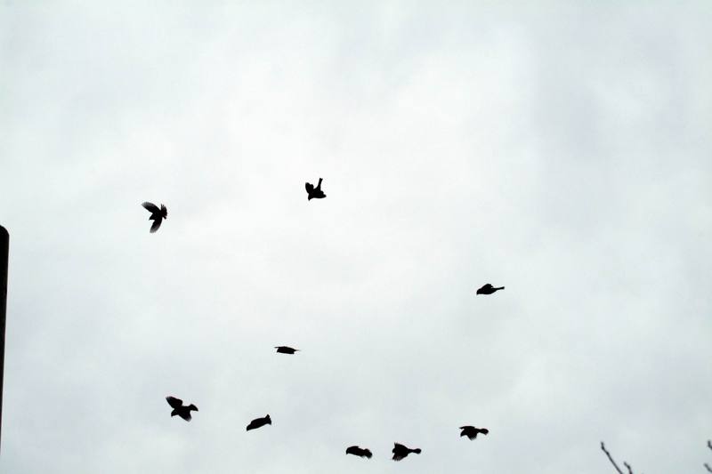 참새떼 Passer montanus (Tree Sparrows); DISPLAY FULL IMAGE.