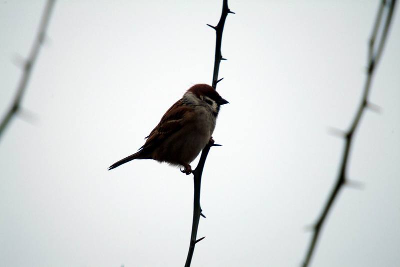 참새 Passer montanus (Tree Sparrows); DISPLAY FULL IMAGE.