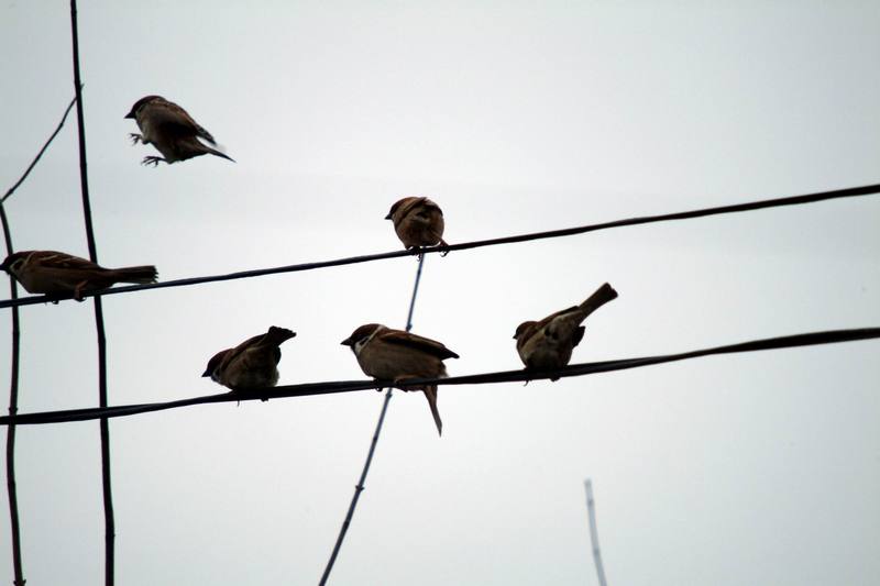 참새 Passer montanus (Tree Sparrows); DISPLAY FULL IMAGE.