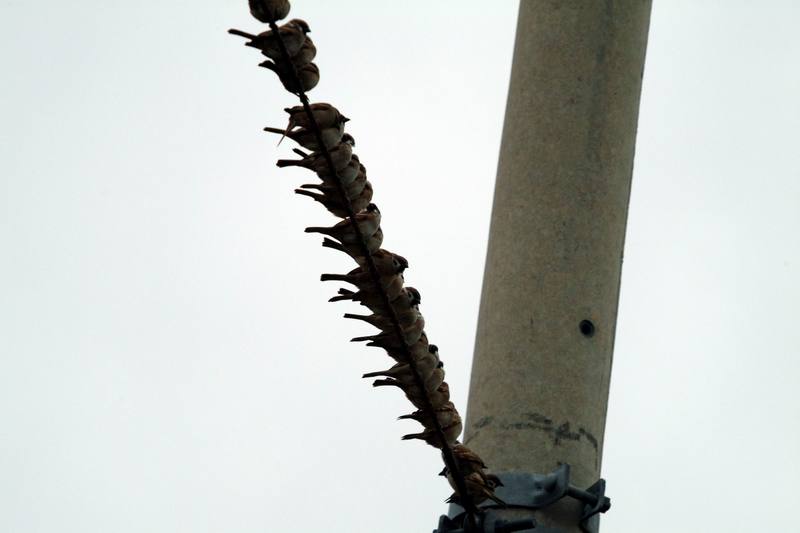 참새 Passer montanus (Tree Sparrows); DISPLAY FULL IMAGE.