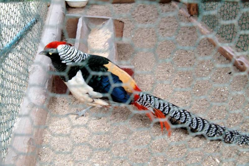 은계(銀鷄) Chrysolophus amherstiae (Lady Amherst's Pheasant); DISPLAY FULL IMAGE.