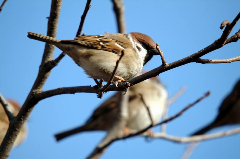 참새 Passer montanus (Tree Sparrow); DISPLAY FULL IMAGE.