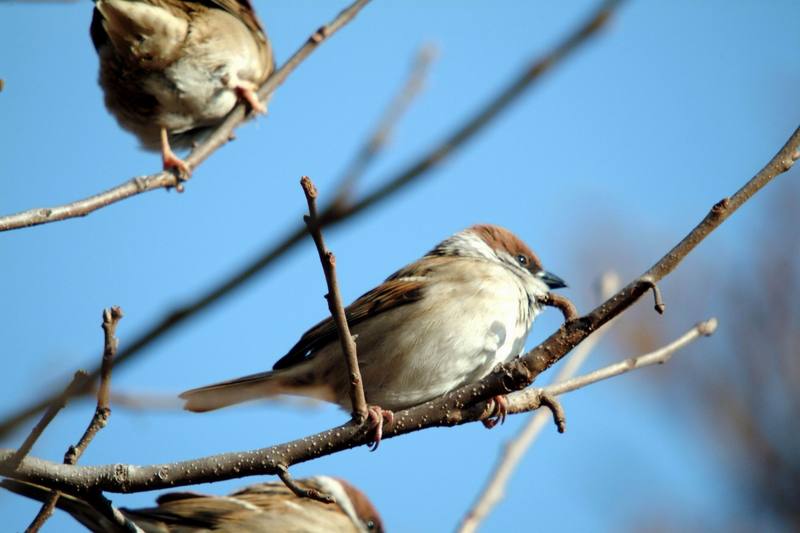 참새 Passer montanus (Tree Sparrow); DISPLAY FULL IMAGE.