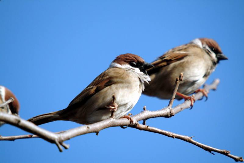 참새 Passer montanus (Tree Sparrow); DISPLAY FULL IMAGE.