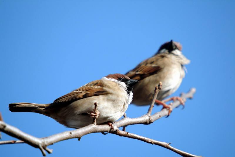참새 Passer montanus (Tree Sparrow); DISPLAY FULL IMAGE.