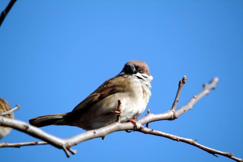 참새 Passer montanus (Tree Sparrow); DISPLAY FULL IMAGE.