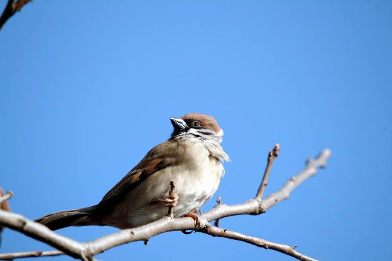 참새 Passer montanus (Tree Sparrow); DISPLAY FULL IMAGE.