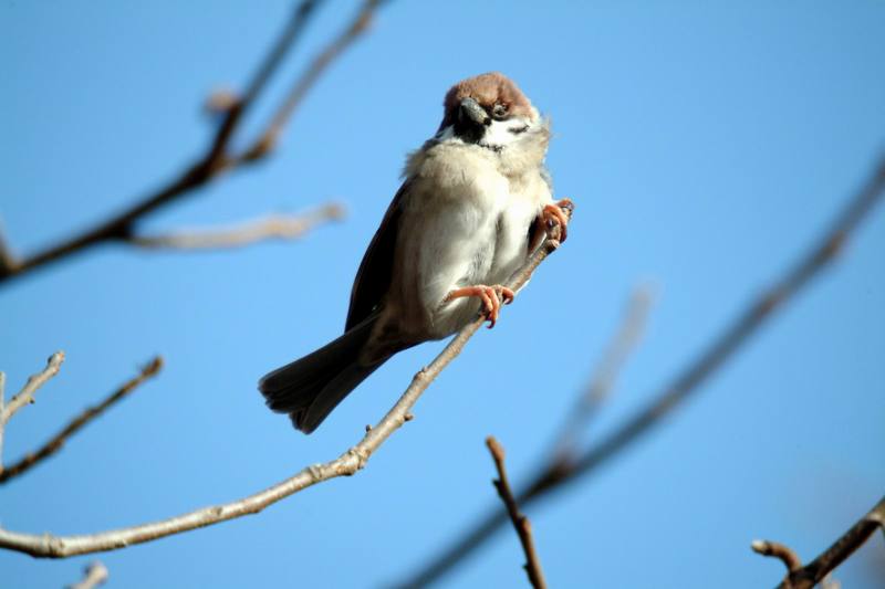 참새 Passer montanus (Tree Sparrow); DISPLAY FULL IMAGE.