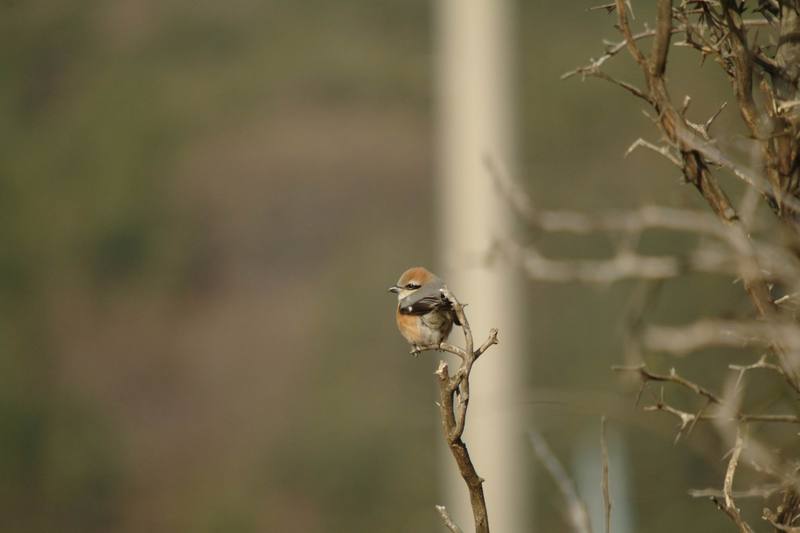 때까치 Lanius bucephalus (Bull-headed Shrike); DISPLAY FULL IMAGE.