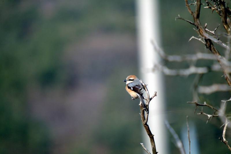 때까치 Lanius bucephalus (Bull-headed Shrike); DISPLAY FULL IMAGE.