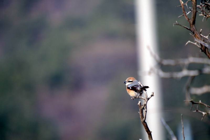 때까치 Lanius bucephalus (Bull-headed Shrike); DISPLAY FULL IMAGE.