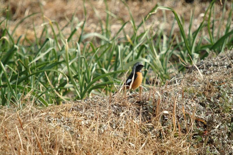 딱새 Phoenicurus auroreus (Daurian Redstart); DISPLAY FULL IMAGE.