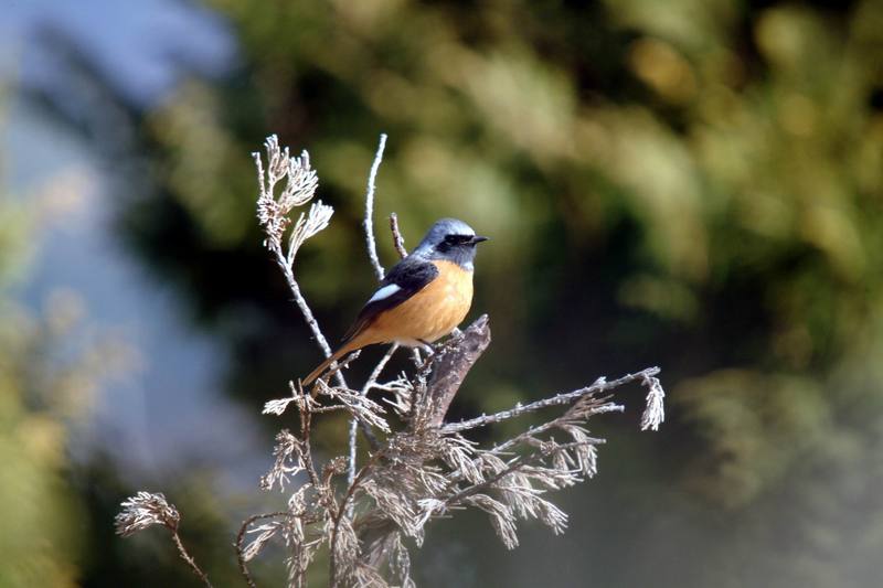 딱새 Phoenicurus auroreus (Daurian Redstart); DISPLAY FULL IMAGE.
