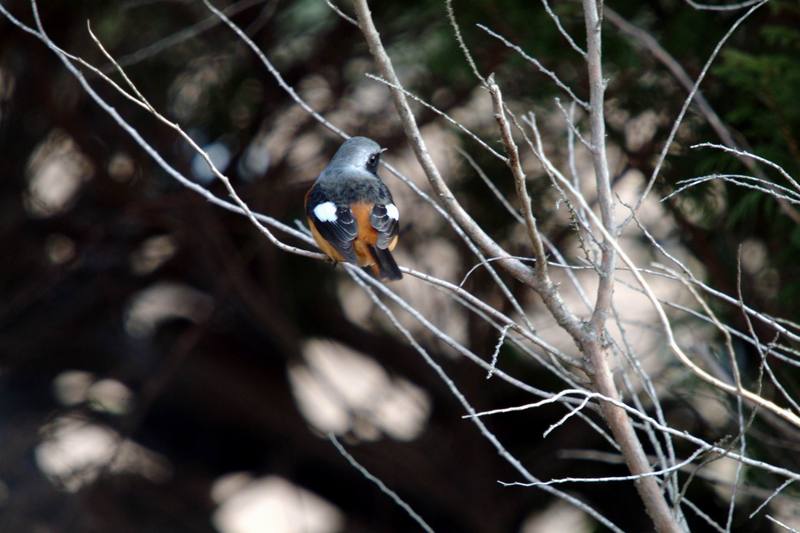 딱새 Phoenicurus auroreus (Daurian Redstart); DISPLAY FULL IMAGE.