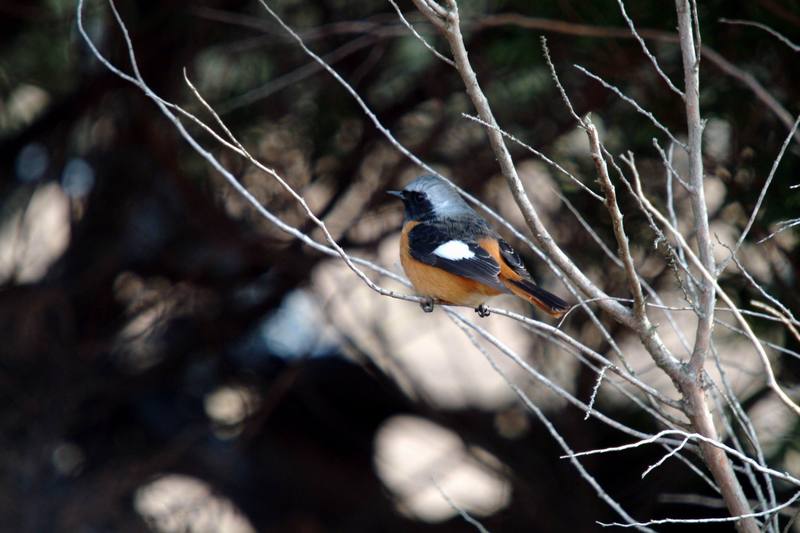 딱새 Phoenicurus auroreus (Daurian Redstart); DISPLAY FULL IMAGE.