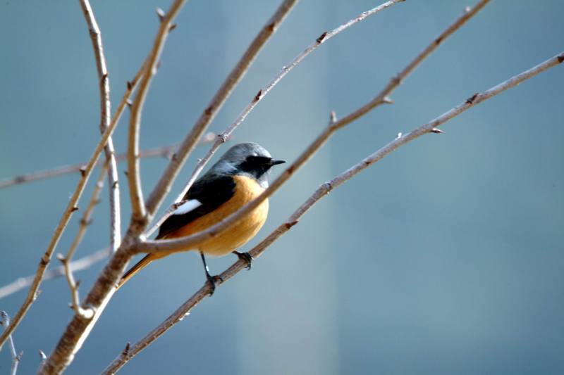 딱새 Phoenicurus auroreus (Daurian Redstart); DISPLAY FULL IMAGE.