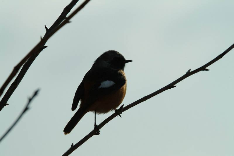 딱새 Phoenicurus auroreus (Daurian Redstart); DISPLAY FULL IMAGE.