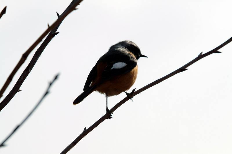딱새 Phoenicurus auroreus (Daurian Redstart); DISPLAY FULL IMAGE.