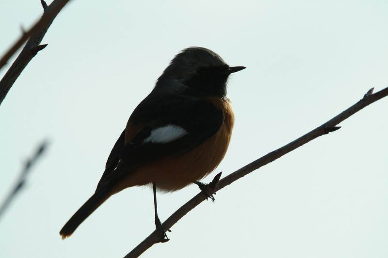 딱새 Phoenicurus auroreus (Daurian Redstart); DISPLAY FULL IMAGE.