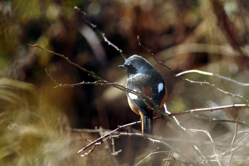 딱새 Phoenicurus auroreus (Daurian Redstart); DISPLAY FULL IMAGE.