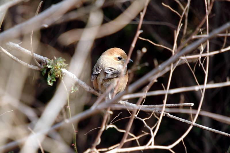 어린 때까치 Lanius bucephalus (Bull-headed Shrike); DISPLAY FULL IMAGE.