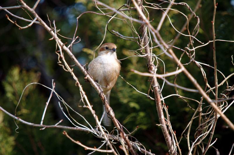 어린 때까치 Lanius bucephalus (Bull-headed Shrike); DISPLAY FULL IMAGE.