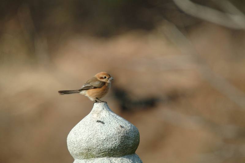 어린 때까치 Lanius bucephalus (Bull-headed Shrike); DISPLAY FULL IMAGE.