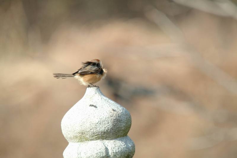 어린 때까치 Lanius bucephalus (Bull-headed Shrike); DISPLAY FULL IMAGE.