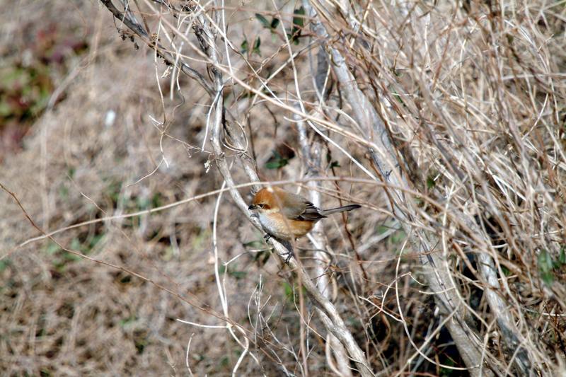 어린 때까치 Lanius bucephalus (Bull-headed Shrike); DISPLAY FULL IMAGE.