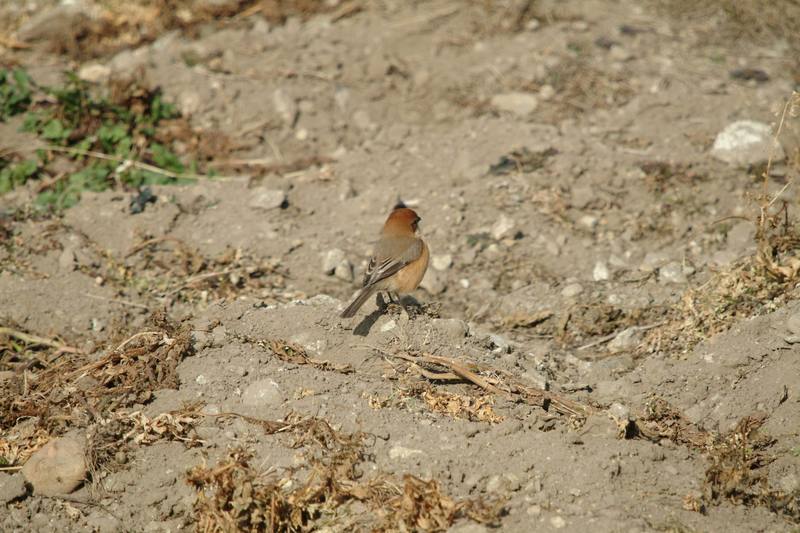 어린 때까치 Lanius bucephalus (Bull-headed Shrike); DISPLAY FULL IMAGE.